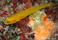 Gobius auratus