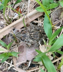 Leptodactylus fuscus