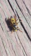 Vespula infernalis