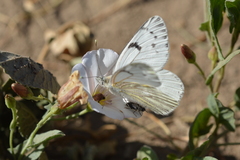 Tatochila