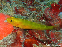 Gobius auratus