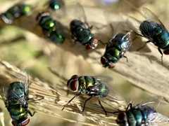 Chrysomya rufifacies