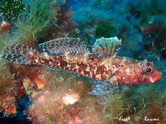 Gobius cruentatus