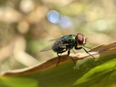 Chrysomya rufifacies