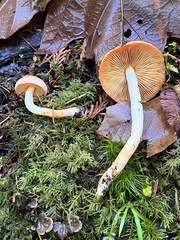 Pyrrhulomyces astragalinus