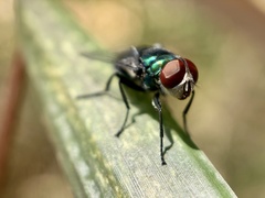 Chrysomya rufifacies