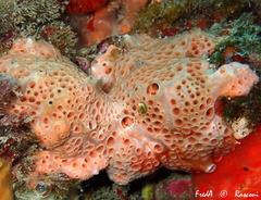 Hemimycale columella