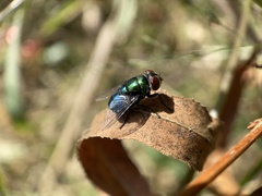 Chrysomya rufifacies