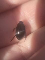 Tropisternus blatchleyi