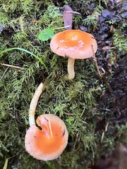 Pyrrhulomyces astragalinus