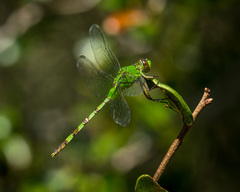 Erythemis vesiculosa
