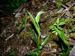 Pterostylis areolata