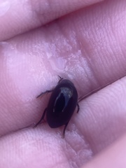 Tropisternus blatchleyi