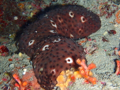 Holothuria sanctori
