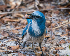 Aphelocoma coerulescens