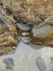 Polyplacophora