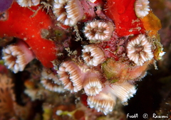 Polycyathus muellerae