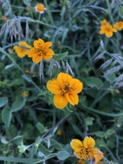 Sclerocarpus divaricatus