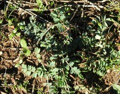Sanguisorba verrucosa