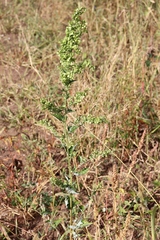 Atriplex sagittata
