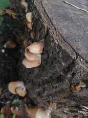 Phellinus pomaceus