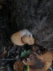 Phellinus pomaceus