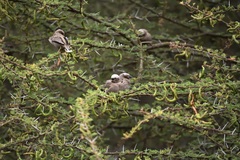 Pseudonigrita arnaudi