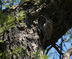 Lepidocolaptes angustirostris