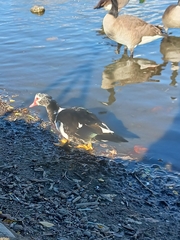 Cairina moschata domestica