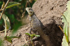 Acanthocercus gregorii