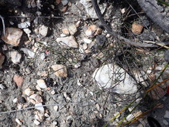 Indigofera leptocarpa