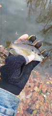 Lepomis macrochirus × cyanellus