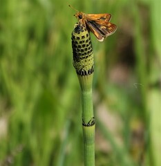 Equisetum laevigatum