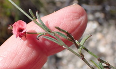 Indigofera leptocarpa