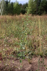 Atriplex sagittata