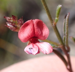 Indigofera leptocarpa