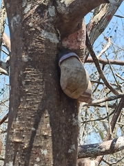 Porphyrobaphe iostoma
