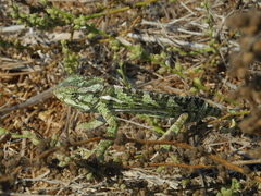 Chamaeleo chamaeleon