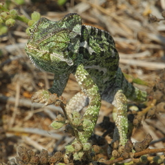 Chamaeleo chamaeleon