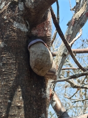 Porphyrobaphe iostoma