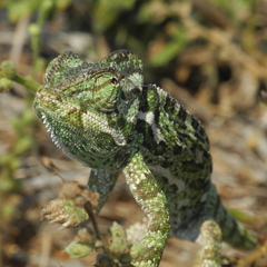 Chamaeleo chamaeleon