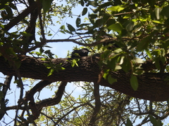 Corvus brachyrhynchos