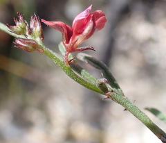 Indigofera leptocarpa