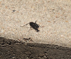 Hymenoptera