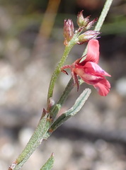 Indigofera leptocarpa