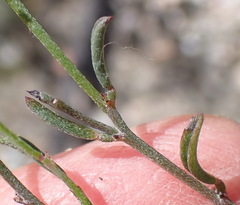 Indigofera leptocarpa