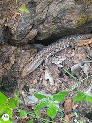 Gerrhonotus liocephalus