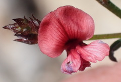 Indigofera leptocarpa