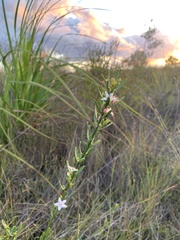 Philotheca queenslandica