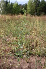Atriplex sagittata
